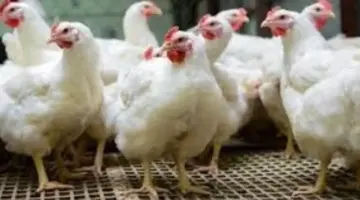 كم سعر الفراخ؟ أسعار الدواجن بالغربية اليوم السبت 11 أبريل 2026